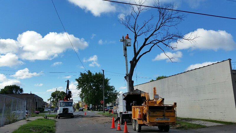 Cost Factors in Emergency Tree Removal