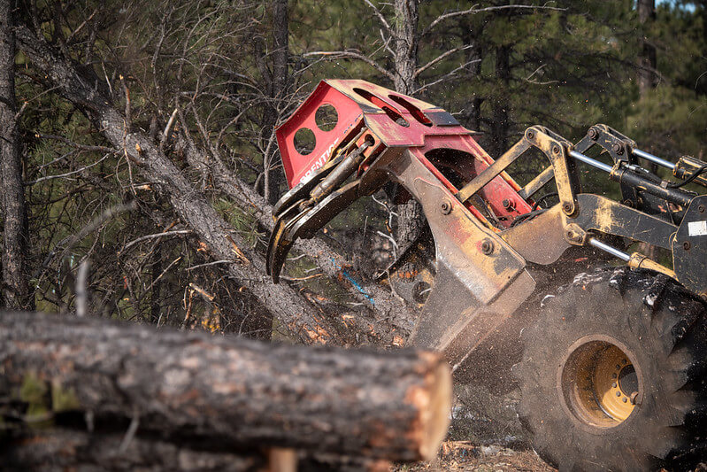 Causes of Tree Removal