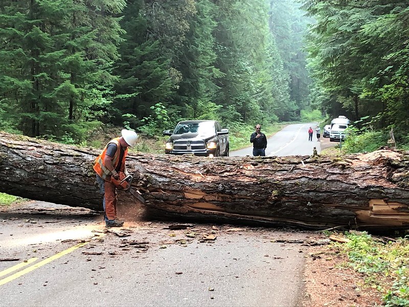 The Process of Tree Removal