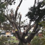 Emergency tree removal