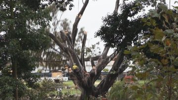 Emergency tree removal