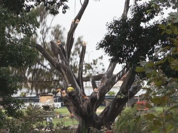 Emergency tree removal