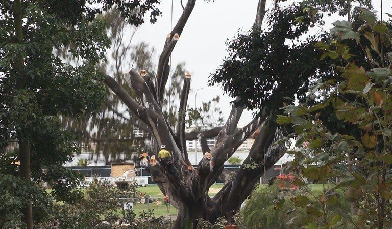 Emergency Tree Removal: A Comprehensive Guide